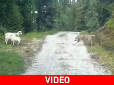 Ο λύκος φοβάται το πρόβατο