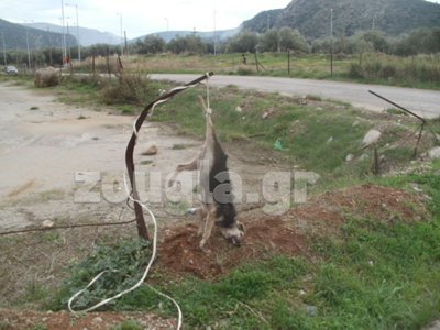 Δίνουν αμοιβή 300 ευρώ σε όποιον δώσει πληροφορίες για τον δολοφόνο