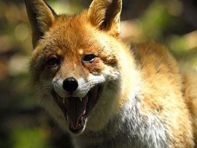 Νέα κρούσματα λύσσας σε κόκκινη αλεπού