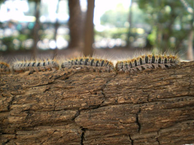 Φθιώτιδα: Επιδρομή από κάμπιες προξενεί μεγάλες καταστροφές