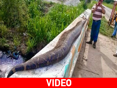 Ήρθαν αντιμέτωποι με φίδι φονιά 7,5 μέτρων