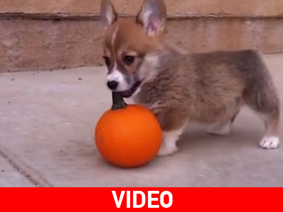 Το κουτάβι και η κολοκύθα