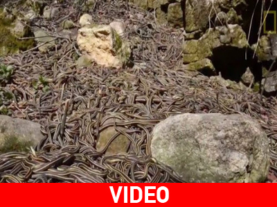 Στον Καναδά η μεγαλύτερη σύναξη φιδιών του κόσμου