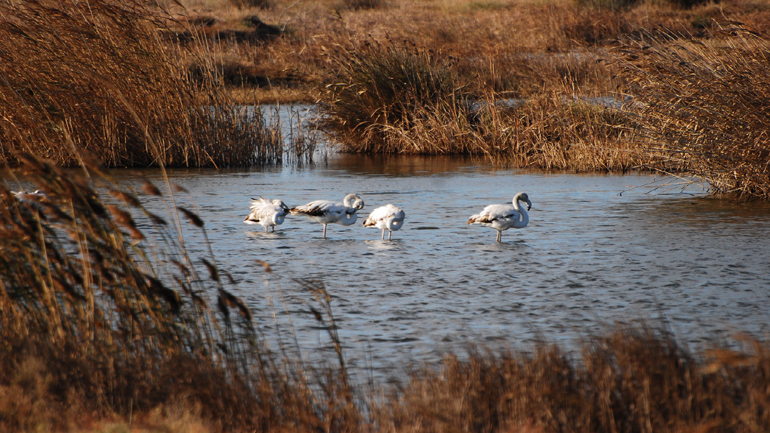 Aυξήθηκε ο αριθμός των πουλιών στο Εθνικό Πάρκο Δέλτα Αξιού