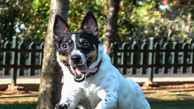 Ο κόσμος από τα μάτια ενός σκύλου!