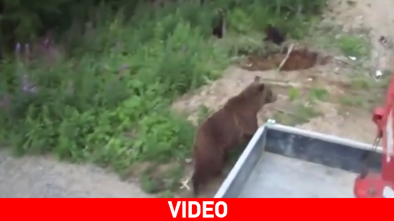 Άγρια επίθεση από αρκούδα κοντά σε δάσος