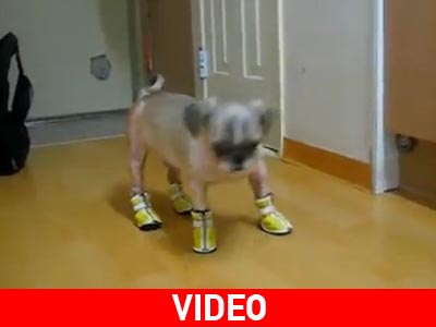 Σκύλοι με παπούτσια