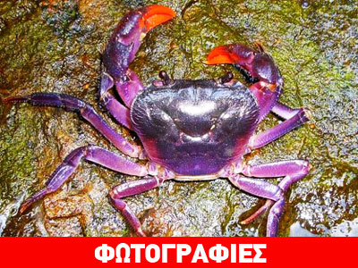 Τα μοβ καβούρια των Φιλιππίνων