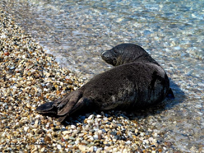 Φώκια κάνει παρέα με λουόμενους στη Σάμο