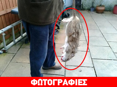 Νέο είδος αρουραίων γίγας εξαπλώνεται στον πλανήτη