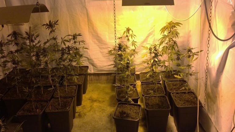 Συνελήφθη 20χρονος για καλλιέργεια κάνναβης στη Γλυφάδα