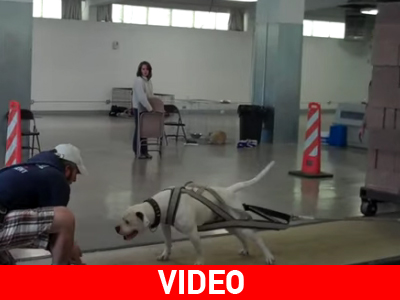 Η δύναμη των Pit bull