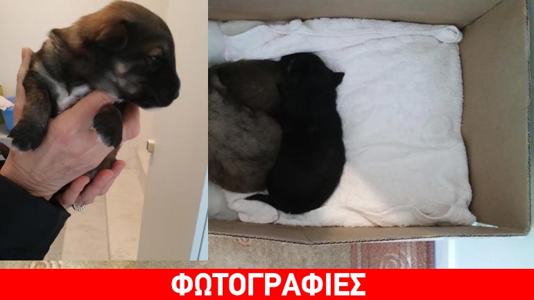 Πατατοκουτάβια για υιοθεσία