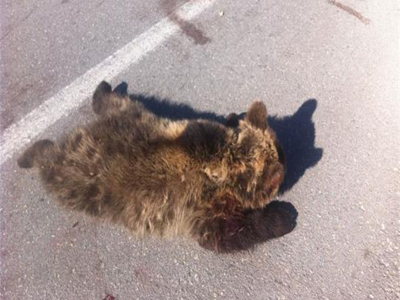 Στην κτηνιατρική κλινική του ΑΠΘ μεταφέρθηκε το τραυματισμένο αρκουδάκι από το Μέτσοβο