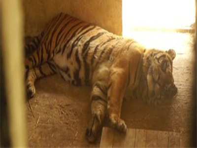 Στην Καλιφόρνια θα μεταφερθεί ο μοναδικός τίγρης του ζωολογικού πάρκου Τρικάλων