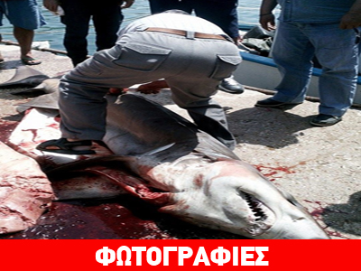 Έπιασαν μεγάλο καρχαρία στην Τήνο