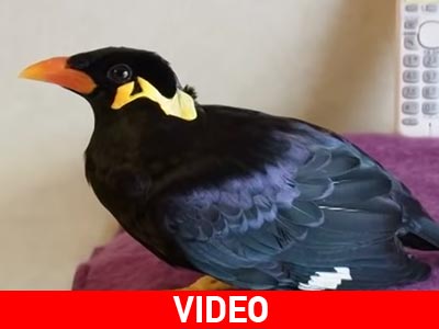 Το πουλί που μιλάει γιαπωνέζικα!