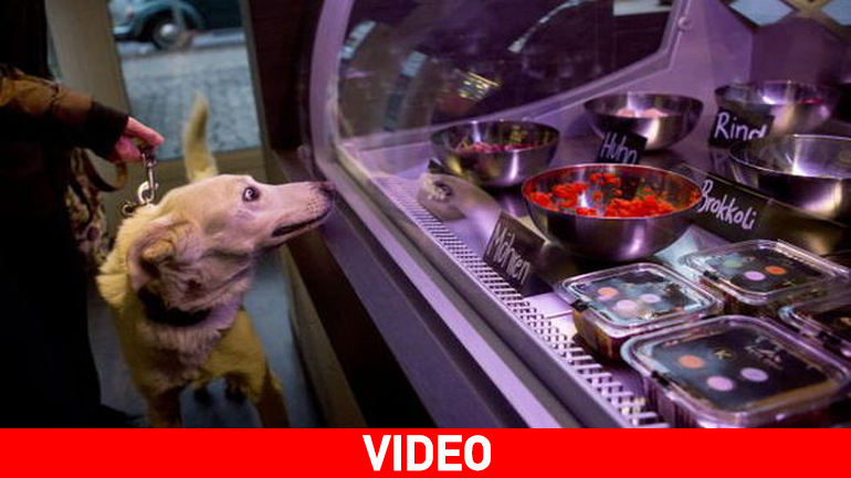 Βερολίνο: Gourmet εστιατόριο για σκύλους και γάτες