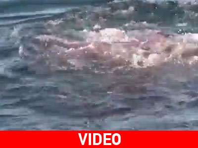 Το εύκολο γεύμα του καρχαρία