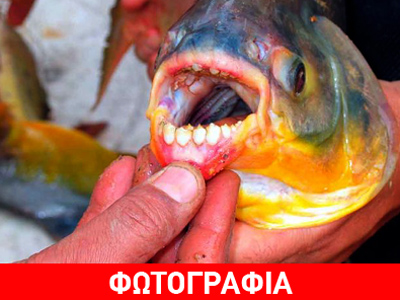 Το pacu δεν σου «κόβει μόνο τα ήπατα»…