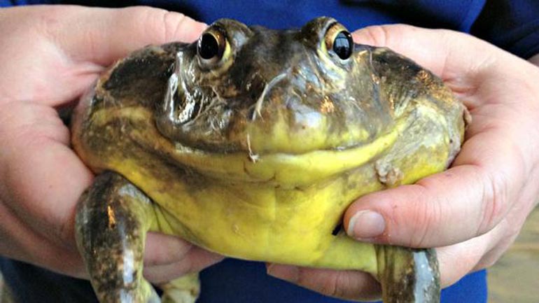 Φονικός μύκητας απειλεί τα βατράχια στον υγρότοπο Μουστού