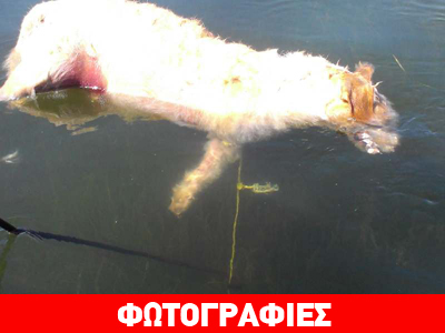 Έδεσε από τα πόδια τον σκύλο, του κρέμασε πέτρα και τον έπνιξε στη θάλασσα