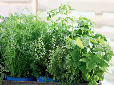 Τρίκαλα: Τα μπαλκόνια μετατρέπονται σε λαχανόκηπους λόγω κρίσης