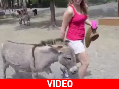 Ο γάιδαρος τα θέλει όλα δικά του