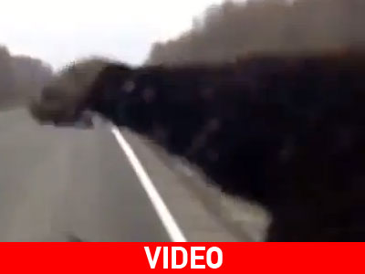 Σύγκρουση με…αρκούδα