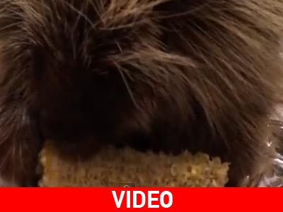 Ο σκαντζόχοιρος τρώει καλαμπόκι και παραμιλάει