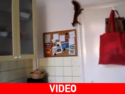 Σκίουρος κάνει απόπειρα «αυτοκτονίας»!