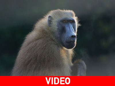 Μπαμπουίνος χουφτώνει δημοσιογράφο