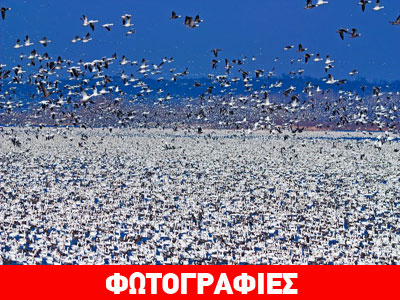 Η μαζική φυγή 1,3 εκατ. χηνών