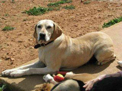 Δωρεά για καταφύγιο αδέσποτων