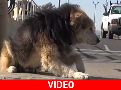 Η διάσωση του Mufasa