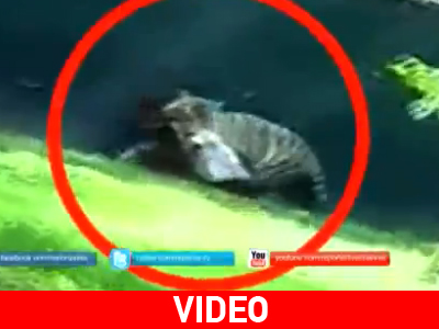 Η λευκή τίγρις κατασπαράσσει τον έφηβο στο Ν. Δελχί