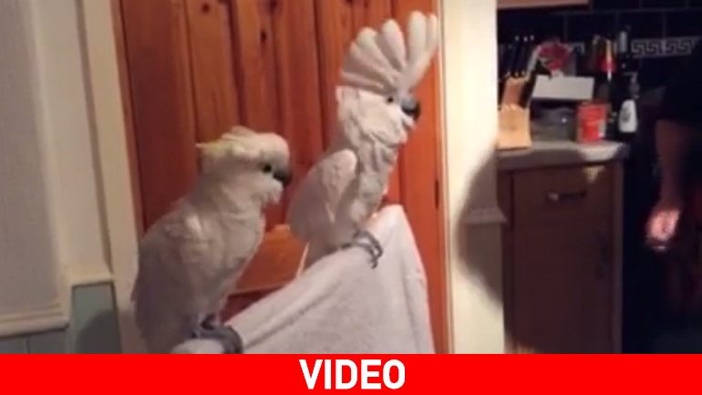 Ο παπαγάλος φαν του Έλβις