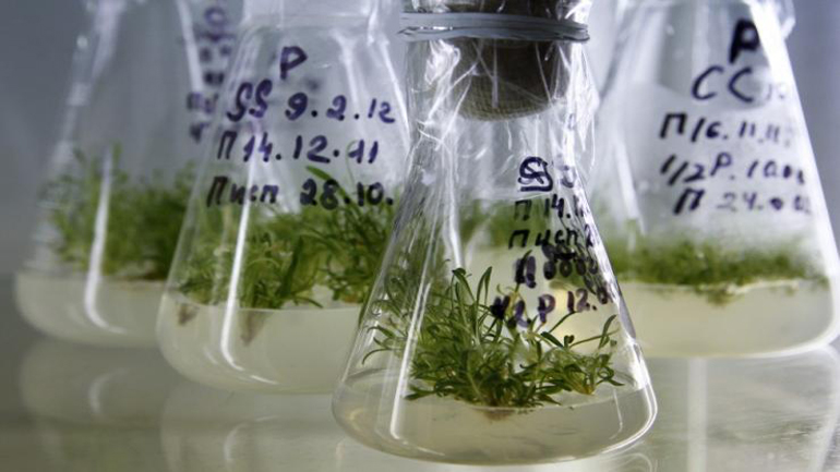 Ρωσία: Παγωμένοι σπόροι άνθισαν μετά από 30.000 χρόνια