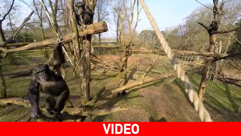 Ολλανδία: Χιμπατζής επιτίθεται σε drone με ένα κλαδί