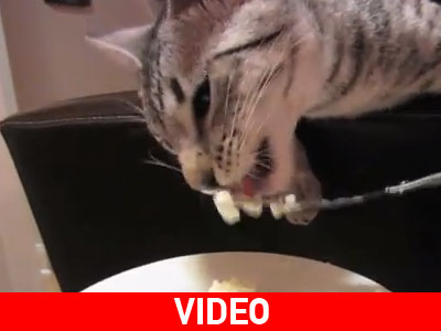 Γάτα τρώει πουρέ με πιρούνι