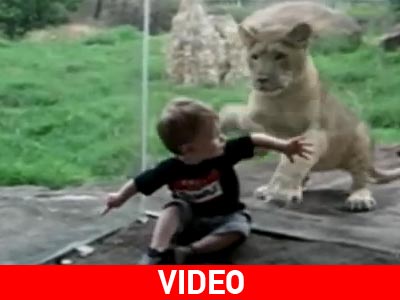 Όταν τα άγρια ζώα συναντούν πιτσιρικάδες