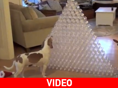 Το δώρο που θα ξετρελάνει τον σκύλο σας