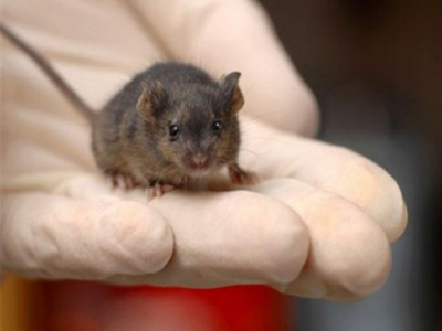 Δεύτερο κρούσμα λεπροσπείρωσης στη Λάρισσα