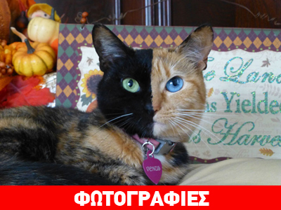 H διπρόσωπη γάτα