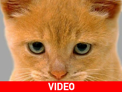 Αυτή η γάτα είναι… κολλημένη με την μπάλα!