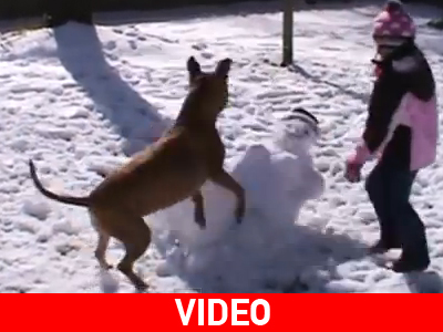 Σκύλοι, χιονάνθρωποι και έλκηθρα