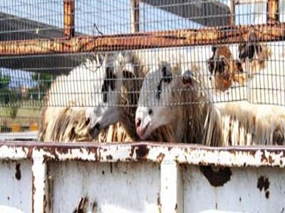 Έκλεψαν κοπάδι με 300 αρνιά