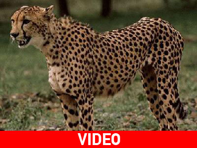 Το τσιτάχ που σπάει όλα τα ρεκόρ