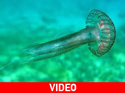 Μέδουσες στην Αλεξανδρούπολη