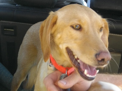 Η γλυκιά Μελένια ψάχνει σπιτάκι